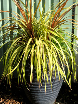 CHN Plants Cordyline Cha Cha